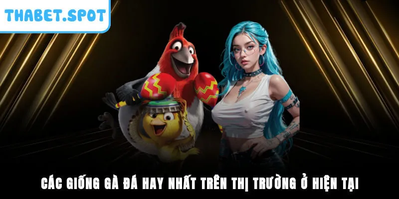 Các Giống Gà Đá Hay Nhất Trên Thị Trường Ở Hiện Tại