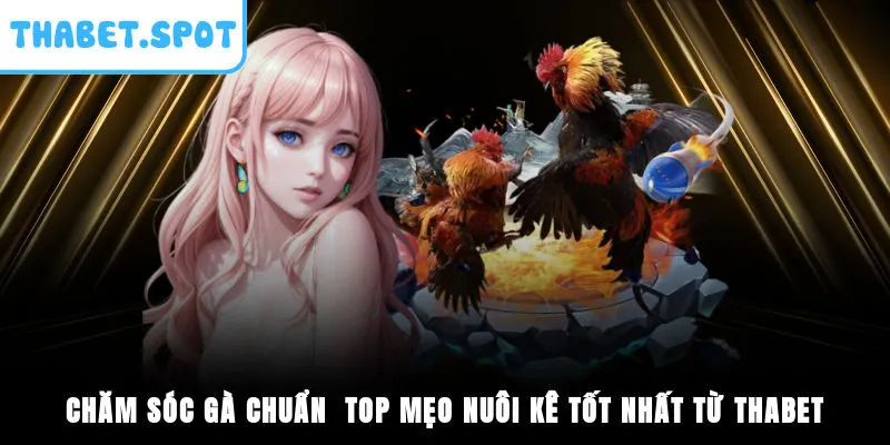 Chăm Sóc Gà Chuẩn - Top Mẹo Nuôi Kê Tốt Nhất Từ THABET